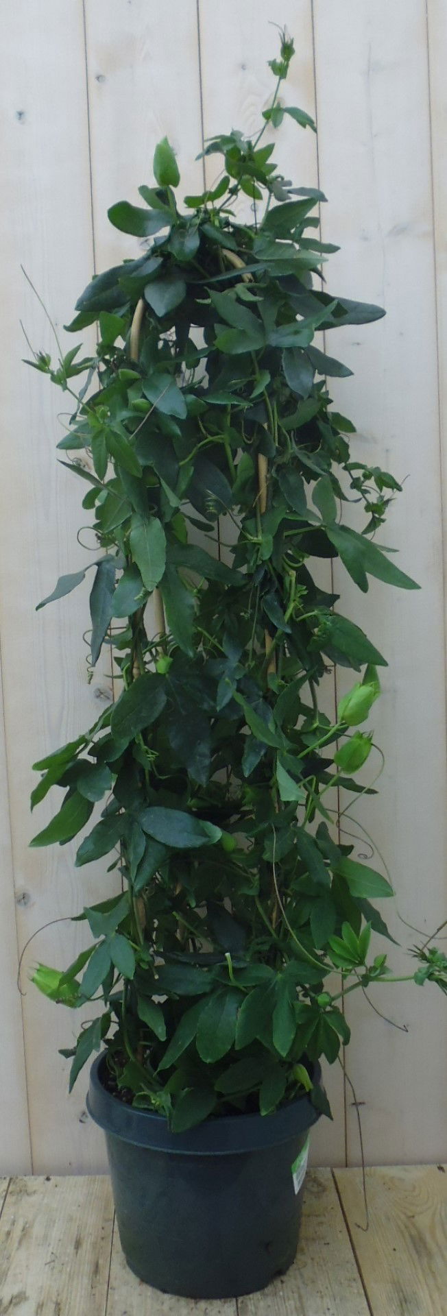 https://cdn.warentuin.nl/media/catalog/product/1/7/1778149900039647_warentuin_kuipplant_passiebloem_90_cm_1_e061.jpg
