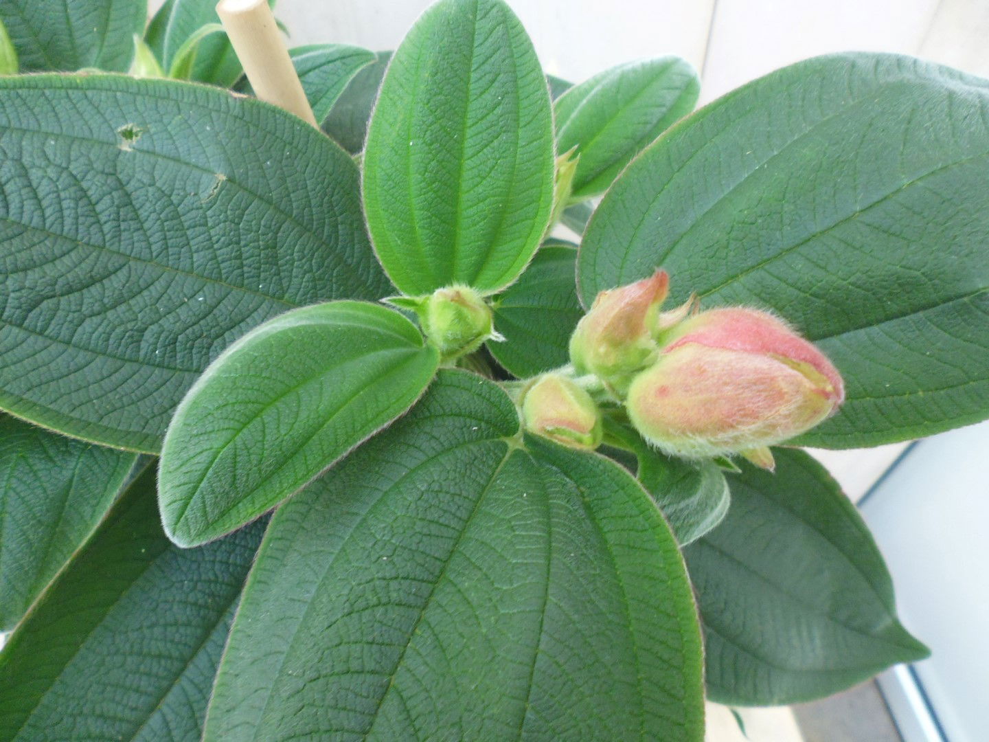https://cdn.warentuin.nl/media/catalog/product/1/7/1778149900039648_2_warentuin_kuipplant_spinnenbloem_tibouchina_urvilleana_90_cm_d936.jpg