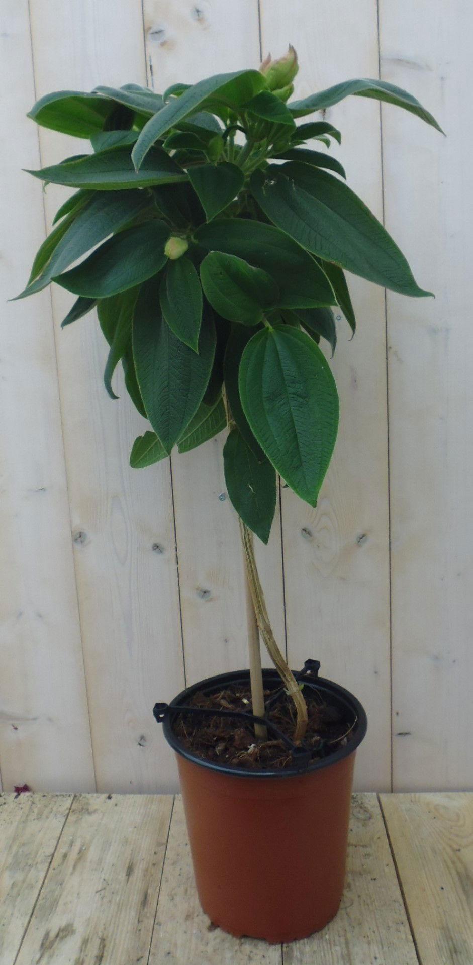 https://cdn.warentuin.nl/media/catalog/product/1/7/1778149900039648_warentuin_kuipplant_spinnenbloem_tibouchina_urvilleana_90_cm_1_906f.jpg