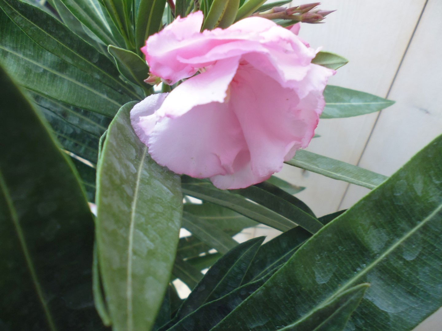 https://cdn.warentuin.nl/media/catalog/product/1/7/1778149900039649_2_warentuin_kuipplant_oleander_op_stam_90_cm_1_21d4.jpg