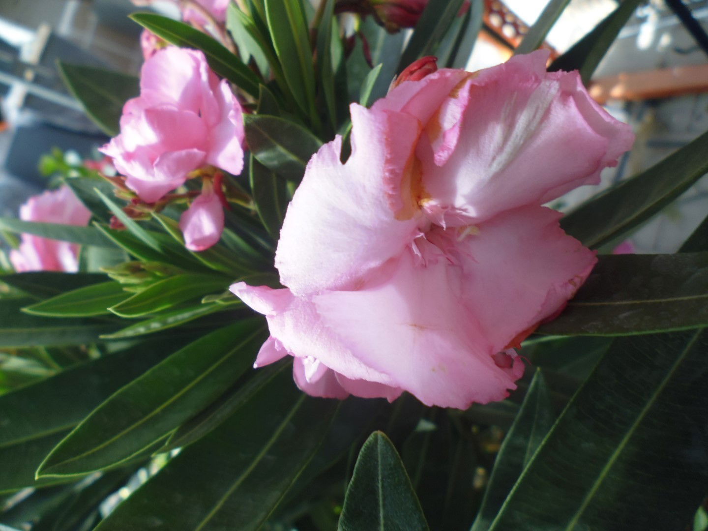 https://cdn.warentuin.nl/media/catalog/product/1/7/1778149900039650_2_warentuin_kuipplant_oleander_90_cm__1_b1de.jpg