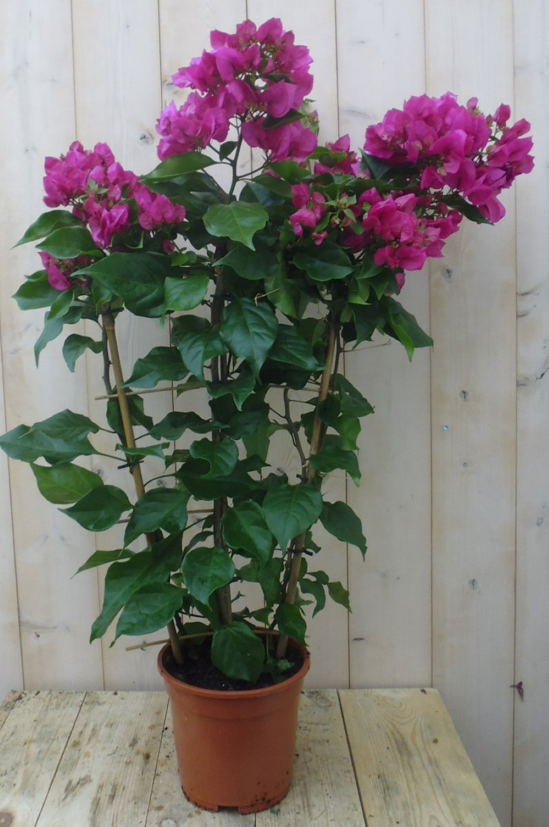 https://cdn.warentuin.nl/media/catalog/product/1/7/1778149900039651_warentuin_kuipplant_bougainvillea_roze_90_cm_1_8cca.jpg