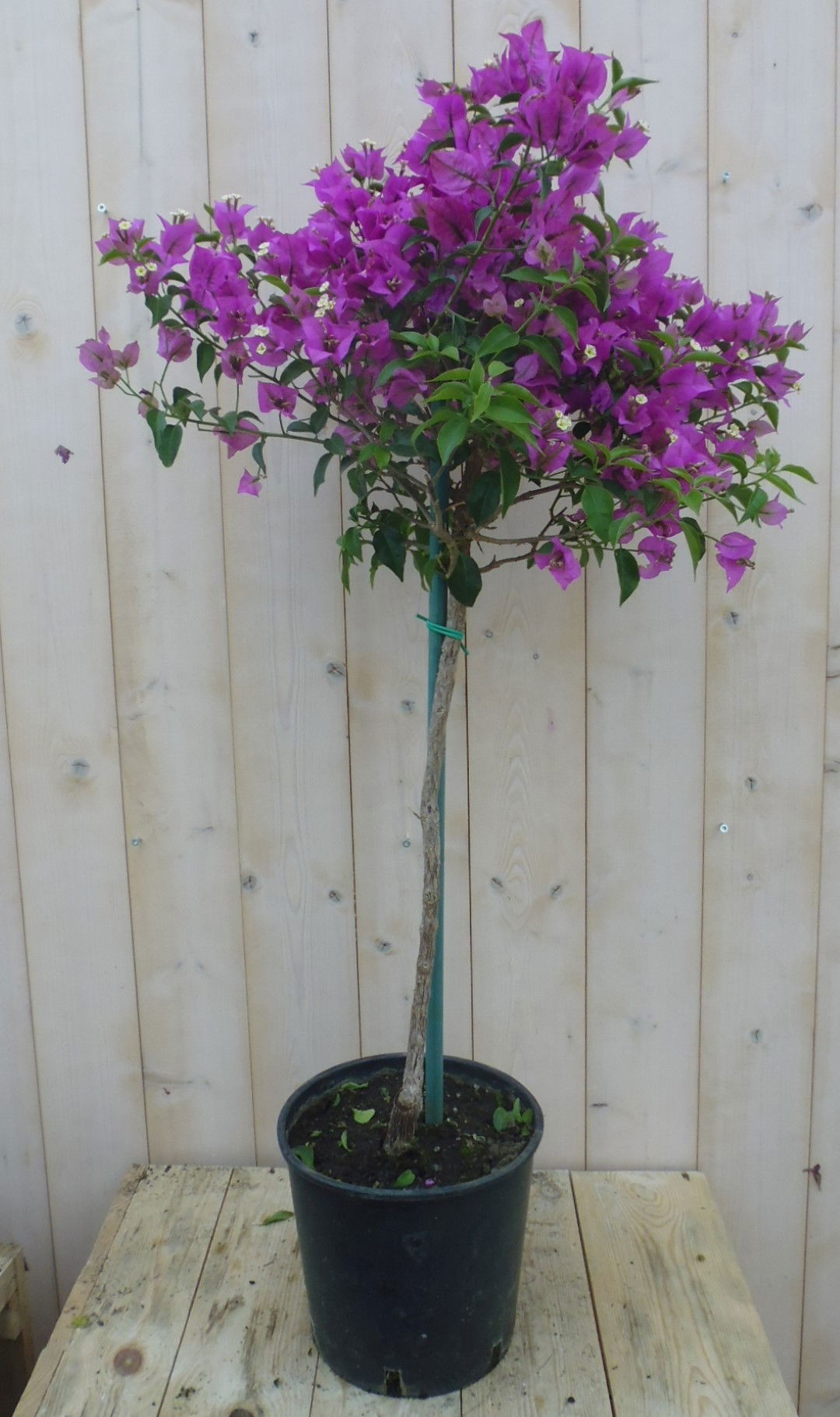 https://cdn.warentuin.nl/media/catalog/product/1/7/1778149900039653_warentuin_kuipplant_bougainvillea_paars_90_cm_1_ecc3.jpg