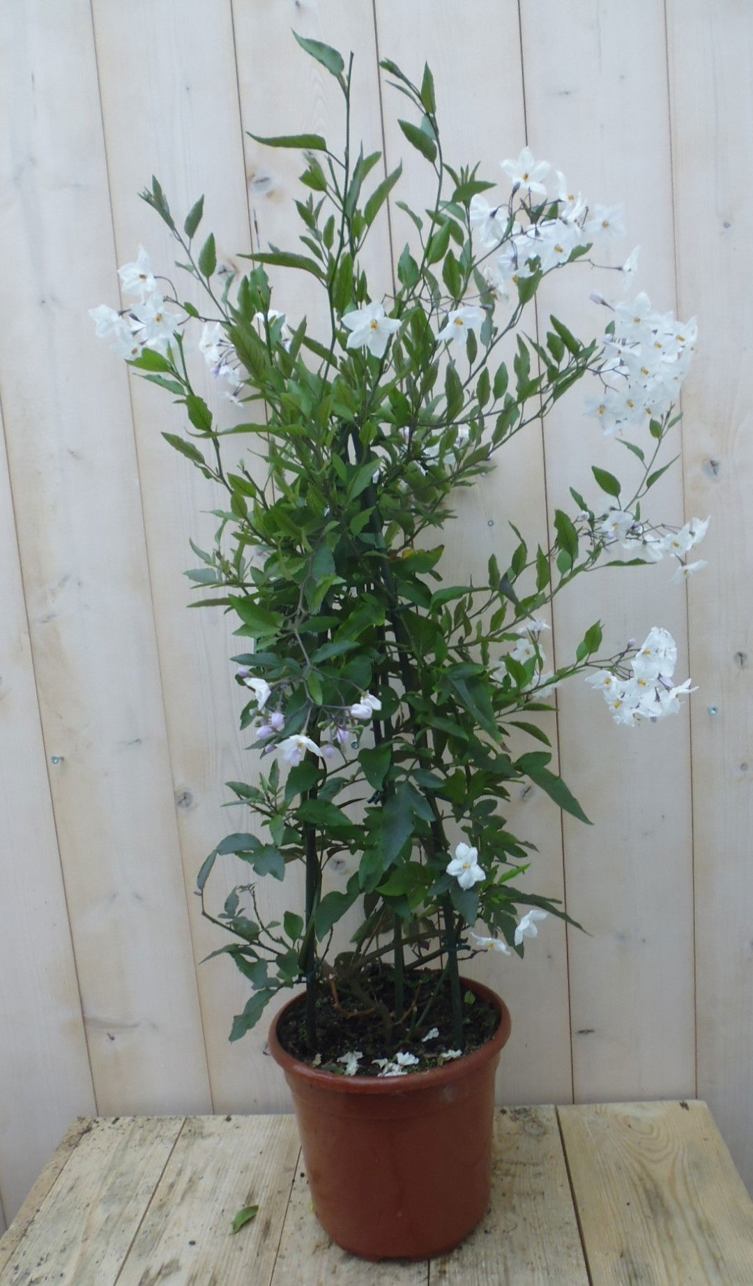 https://cdn.warentuin.nl/media/catalog/product/1/7/1778149900039655_warentuin_kuipplant_sterjasmijn_90_cm_1_a74b.jpg