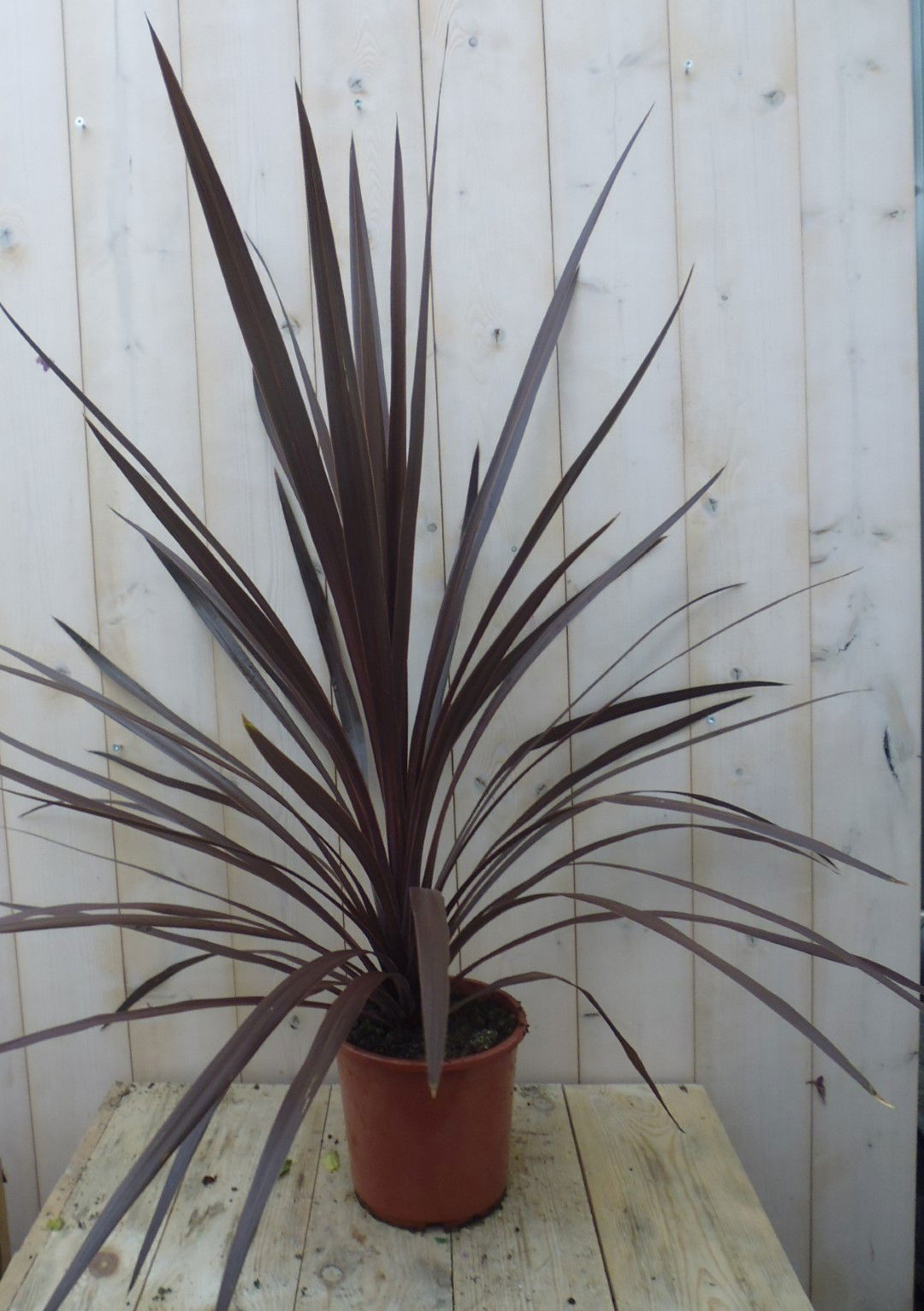https://cdn.warentuin.nl/media/catalog/product/1/7/1778149900039656_warentuin_kuipplant_cabbage_tree_cordyline_australis_rood_90_c_d43d.jpg