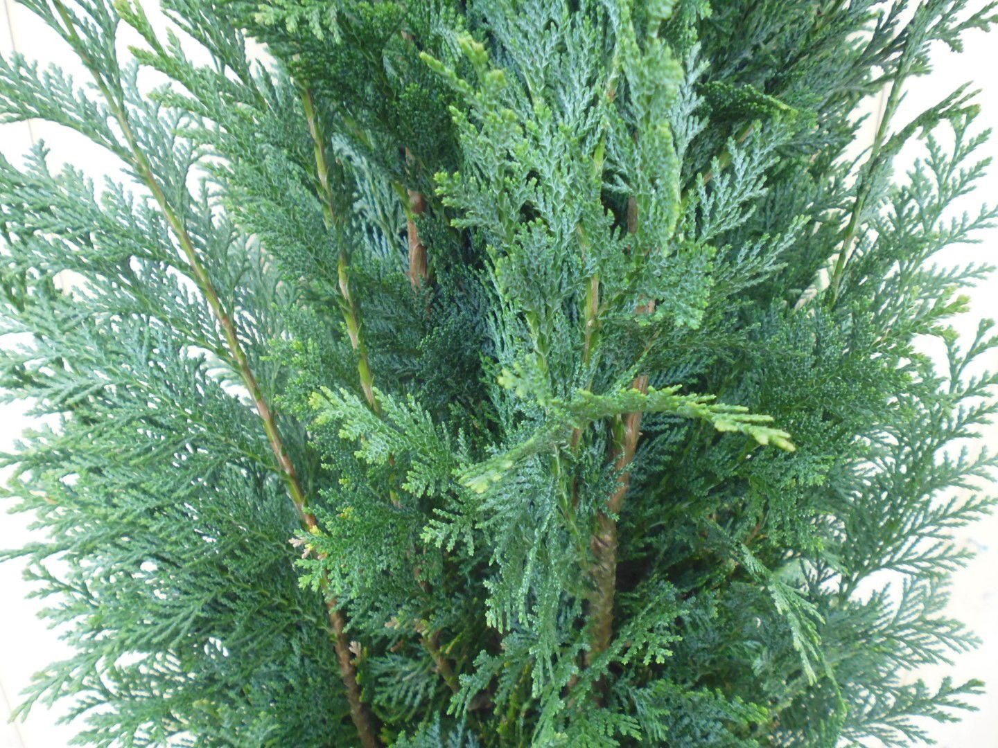 https://cdn.warentuin.nl/media/catalog/product/1/7/1778149900039705_2_warentuin_haaggoed_dwergcipres_chamaecyparis_columnaris_110__563c.jpg