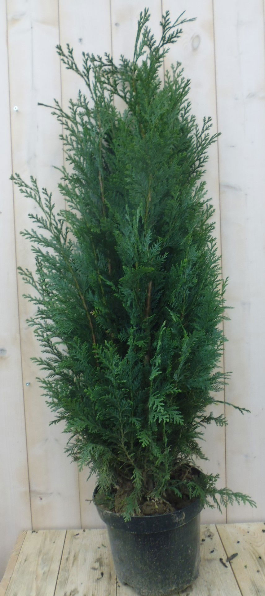 Warentuin natuurlijk Dwergcipres Chamaecyparis Columnaris 110 cm - 
