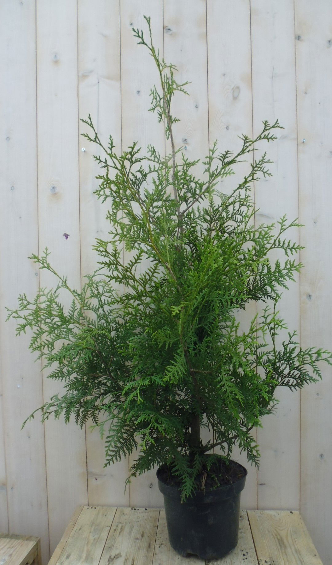 Warentuin natuurlijk Conifeer Brabant 110 cm - 