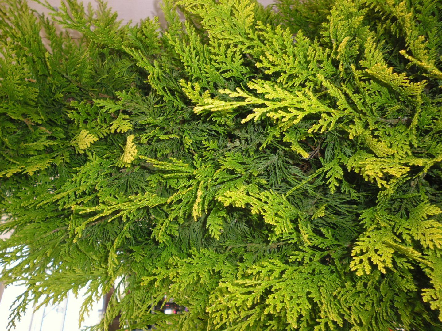 https://cdn.warentuin.nl/media/catalog/product/1/7/1778149900039708_2_warentuin_haaggoed_conifeer_stardust_150_cm_1_7492.jpg