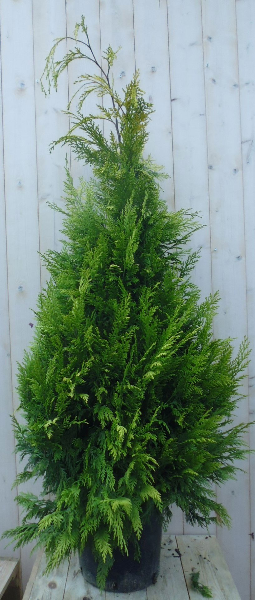 https://cdn.warentuin.nl/media/catalog/product/1/7/1778149900039708_warentuin_haaggoed_conifeer_stardust_150_cm_1_bf74.jpg