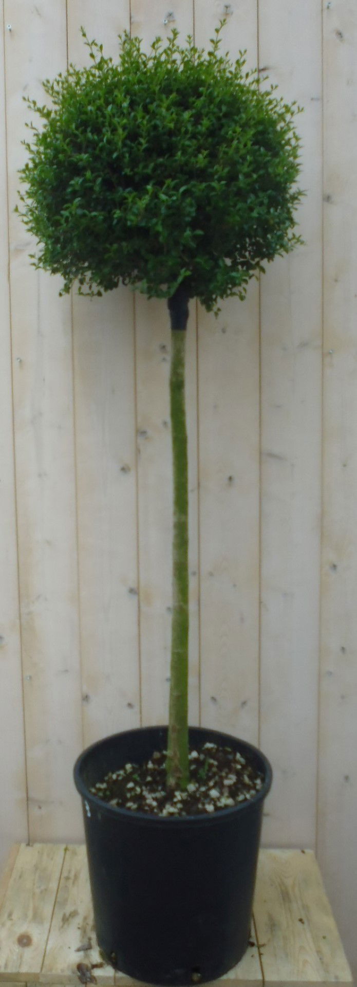 https://cdn.warentuin.nl/media/catalog/product/1/7/1778149900039709_warentuin_haaggoed_liguster_bol_140_cm_1_a1f6.jpg
