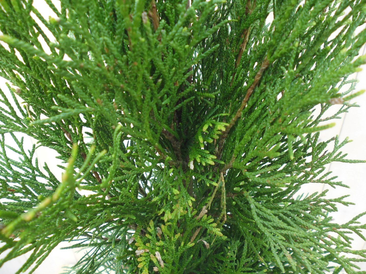 https://cdn.warentuin.nl/media/catalog/product/1/7/1778149900039717_2_warentuin_haaggoed_conifeer_thuja_smaragd_90_cm_1_720f.jpg