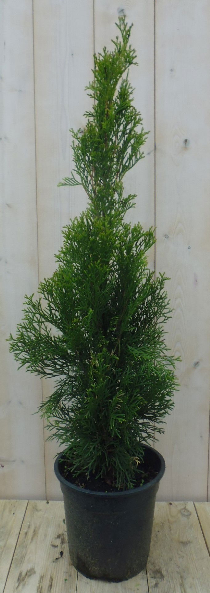 Warentuin natuurlijk Conifeer Thuja Smaragd 90 cm - 