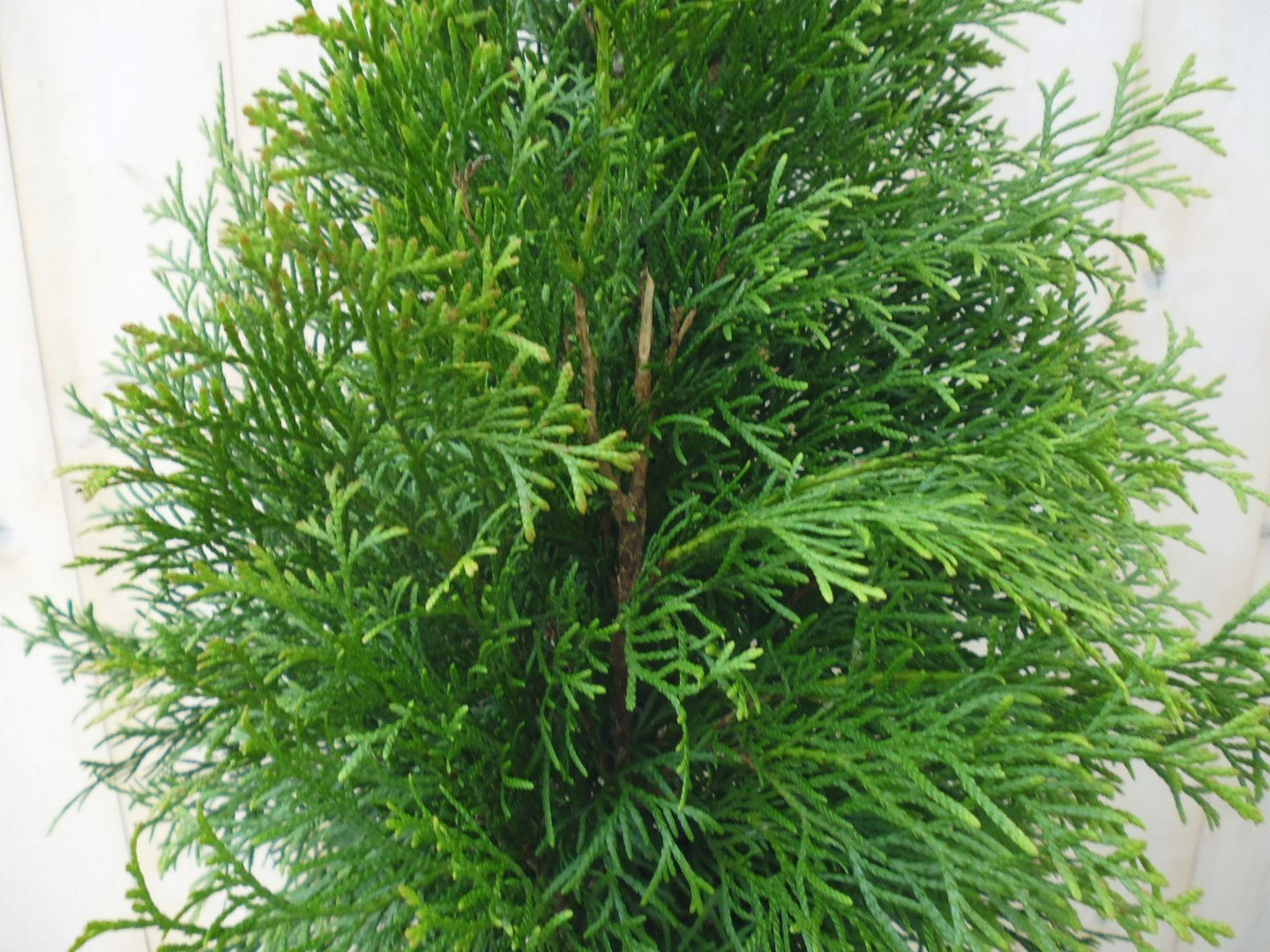 https://cdn.warentuin.nl/media/catalog/product/1/7/1778149900039718_2_warentuin_haaggoed_conifeer_thuja_smaragd_110_cm_1_1_44a8.jpg