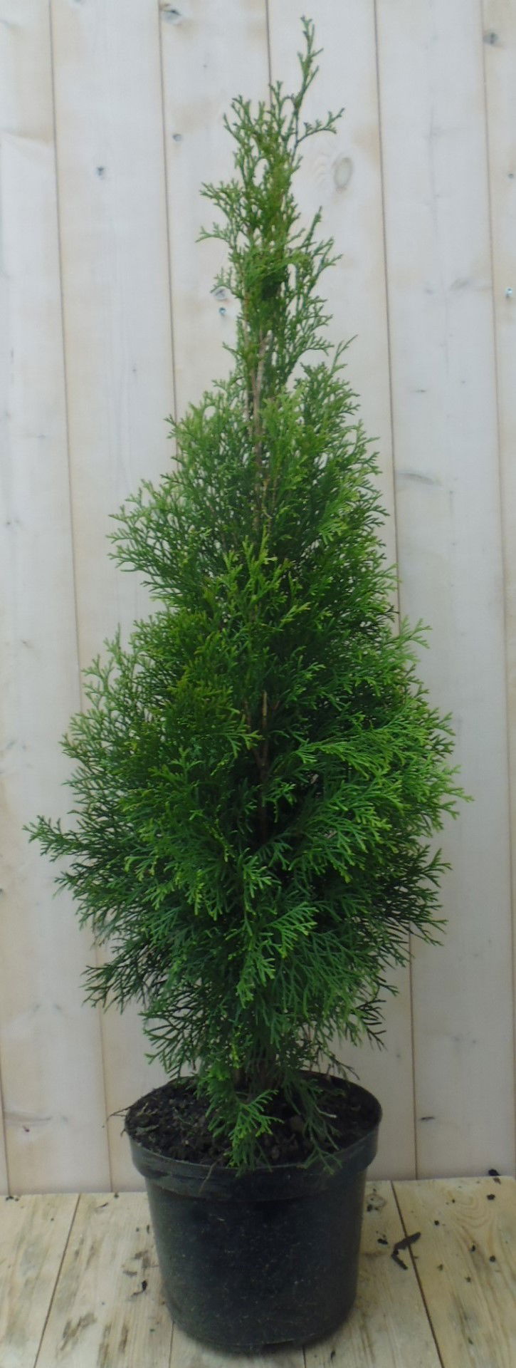 Conifeer Thuja Smaragd 110 cm Warentuin Natuurlijk