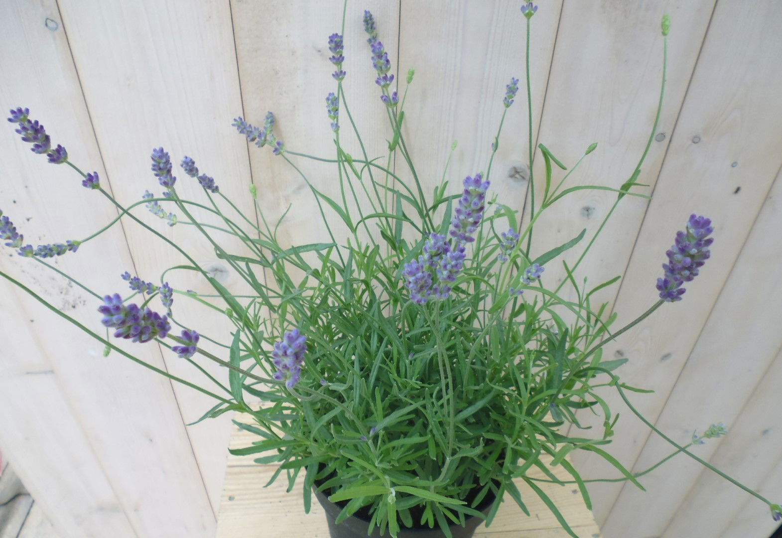 https://cdn.warentuin.nl/media/catalog/product/1/7/1778149900039773_2_warentuin_vaste_plant_lavendel_groot_1_91e2.jpg