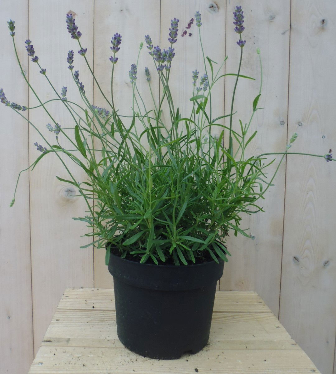 https://cdn.warentuin.nl/media/catalog/product/1/7/1778149900039773_warentuin_vaste_plant_lavendel_groot_1_4b7d.jpg