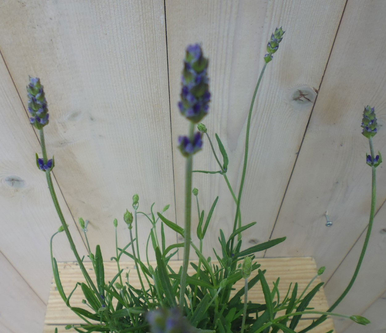 https://cdn.warentuin.nl/media/catalog/product/1/7/1778149900039774_2_warentuin_vaste_plant_lavendel_1_0e24.jpg