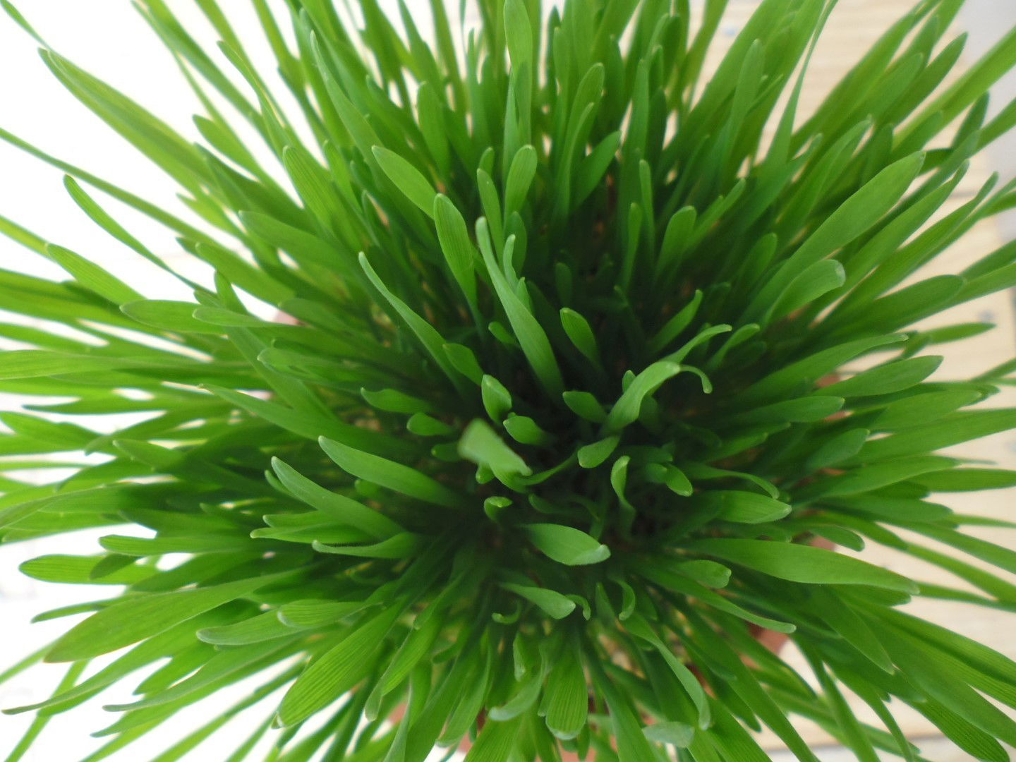 https://cdn.warentuin.nl/media/catalog/product/1/7/1778149900039775_2_warentuin_vaste_plant_kattengras_1_90dc.jpg