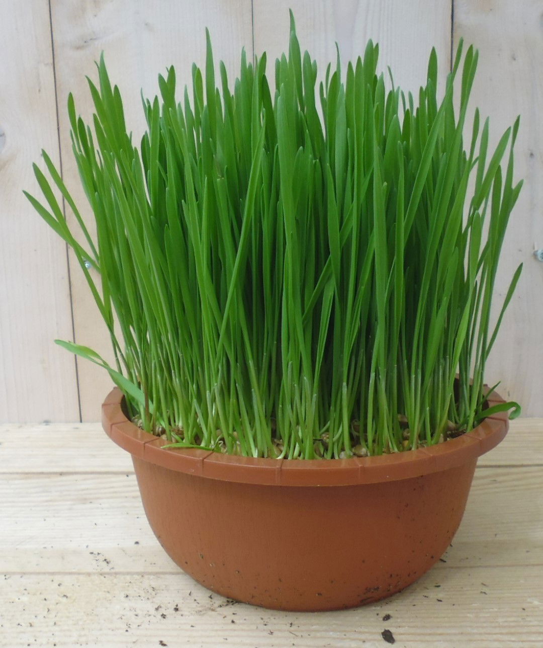 https://cdn.warentuin.nl/media/catalog/product/1/7/1778149900039775_warentuin_vaste_plant_kattengras_1_4f17.jpg