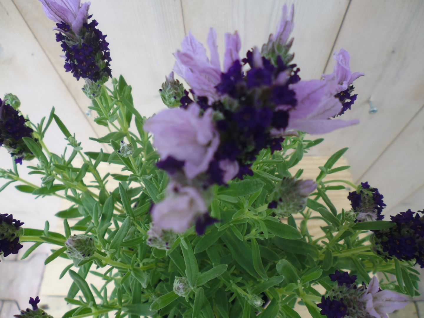 https://cdn.warentuin.nl/media/catalog/product/1/7/1778149900039777_2_warentuin_plant_kuiflavendel_1_9a28.jpg