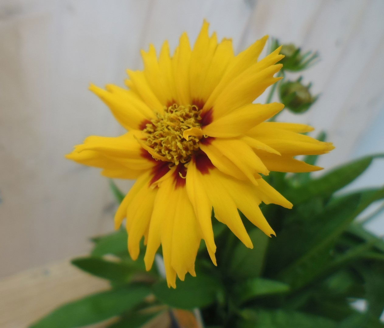 https://cdn.warentuin.nl/media/catalog/product/1/7/1778149900039780_2_warentuin_plant_meisjesogen_1_838d.jpg
