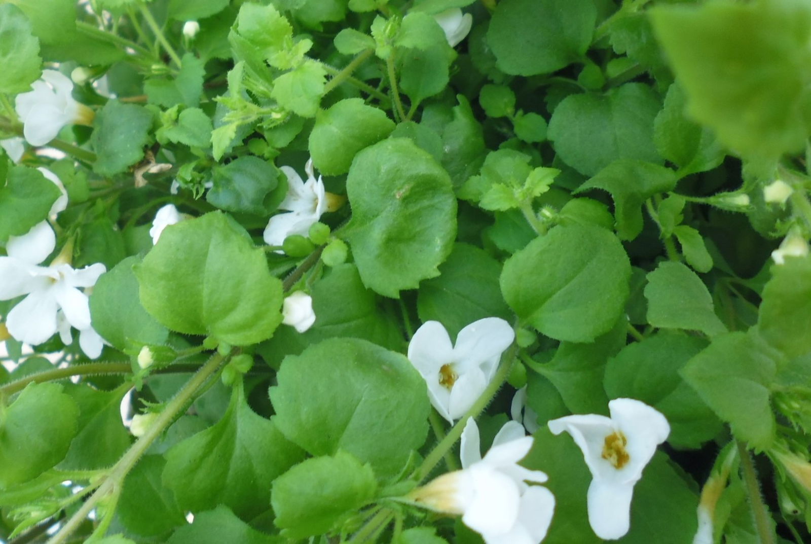 https://cdn.warentuin.nl/media/catalog/product/1/7/1778149900039803_2_warentuin_hangplant_bacopa_1_bc26.jpg