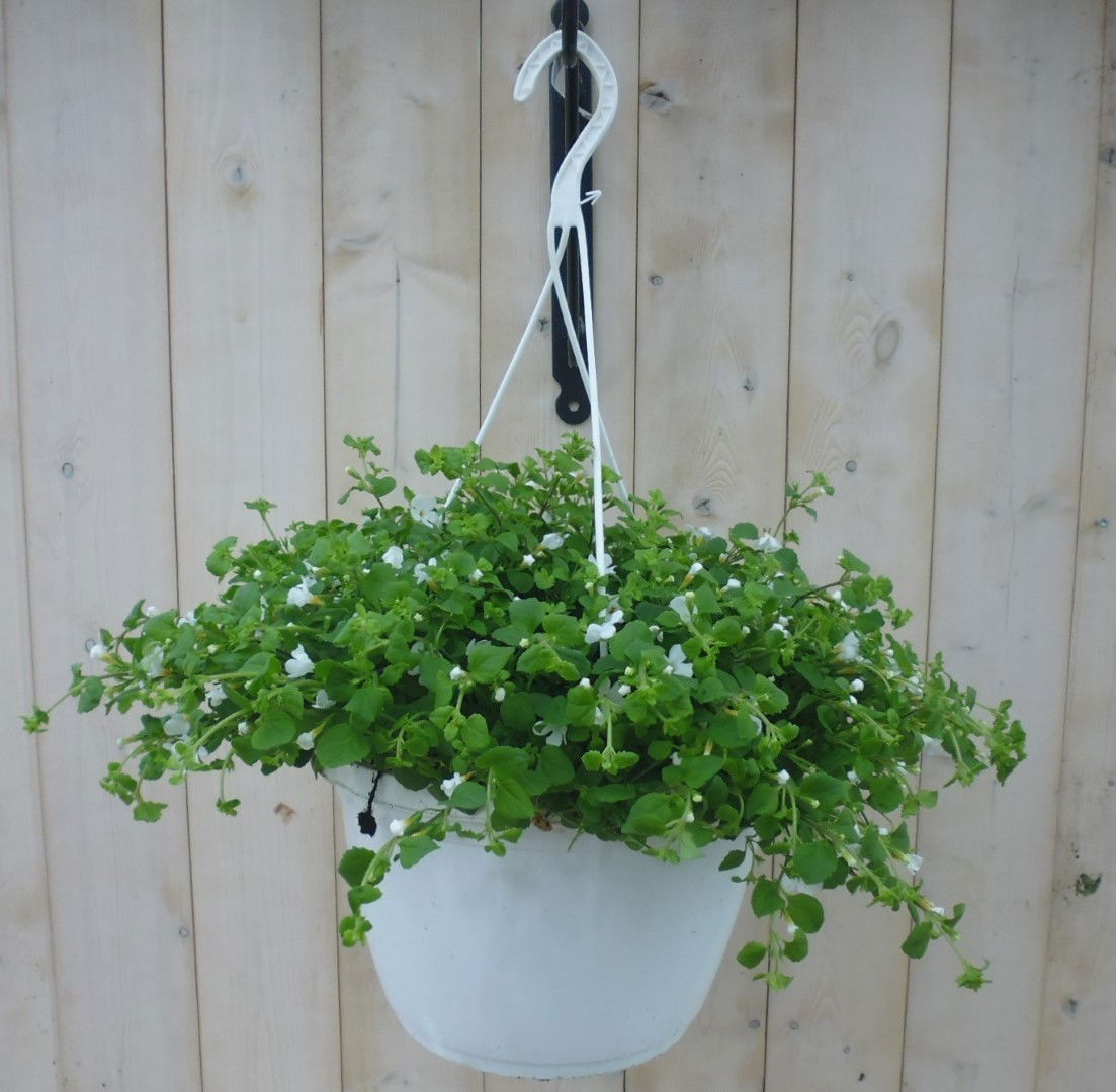 https://cdn.warentuin.nl/media/catalog/product/1/7/1778149900039803_warentuin_hangplant_bacopa_1_f78a.jpg
