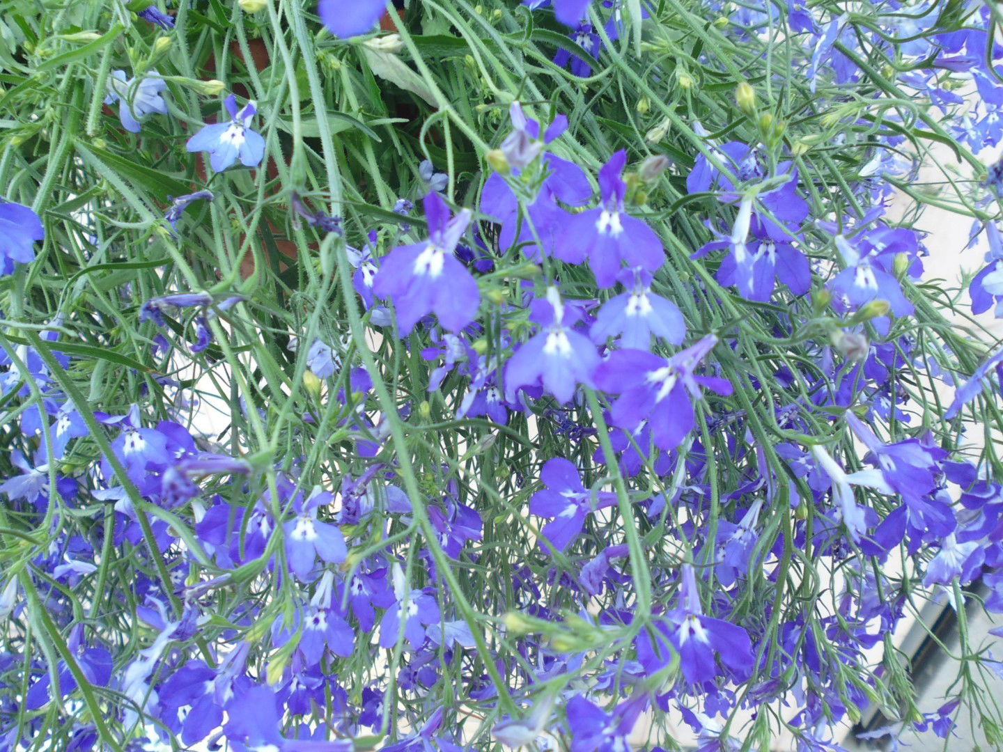 https://cdn.warentuin.nl/media/catalog/product/1/7/1778149900039804_2_warentuin_hangplant_lobelia_blauw_1_5689.jpg