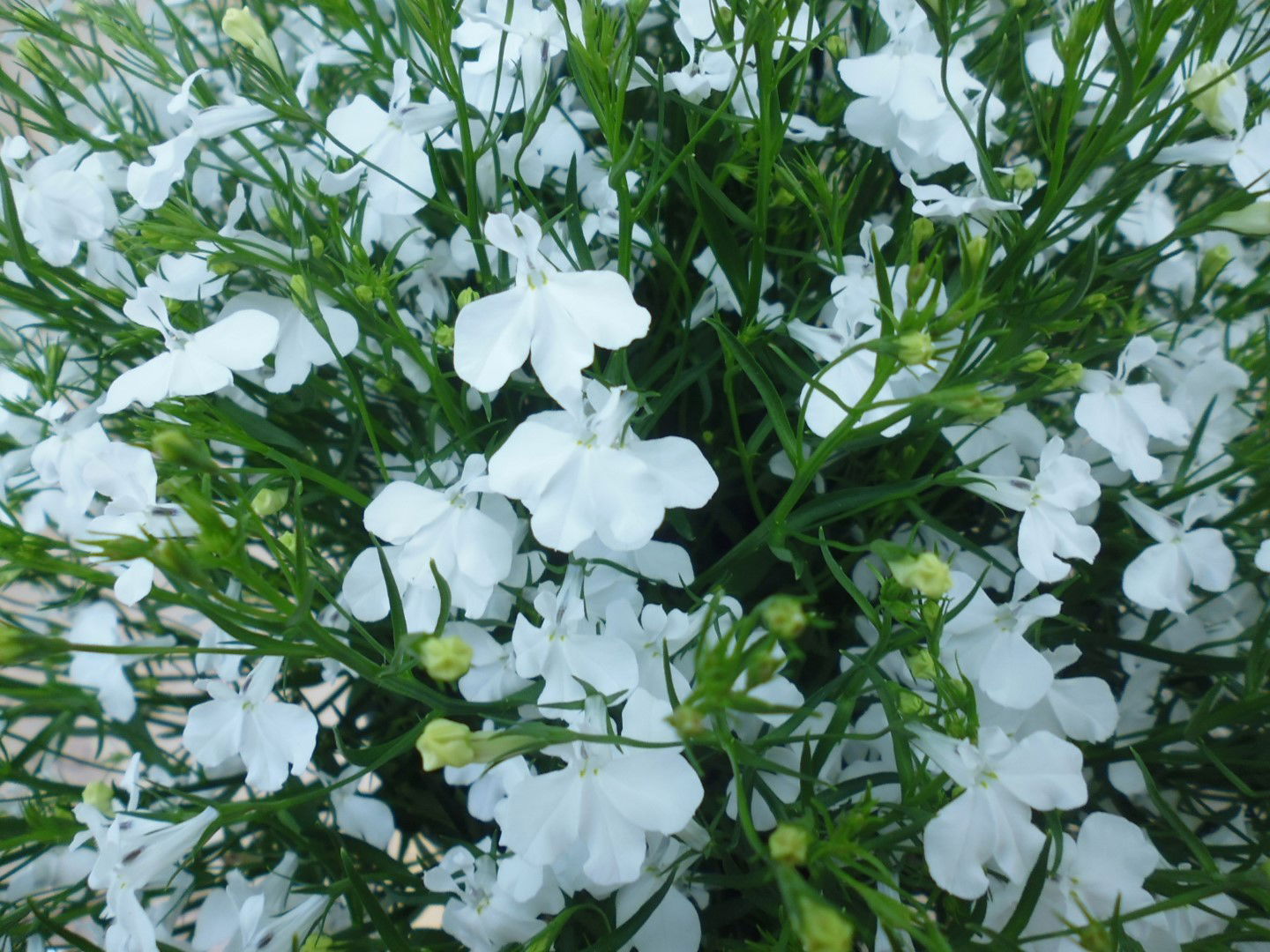 https://cdn.warentuin.nl/media/catalog/product/1/7/1778149900039805_2_warentuin_hangplant_lobelia_wit_1_6e15.jpg