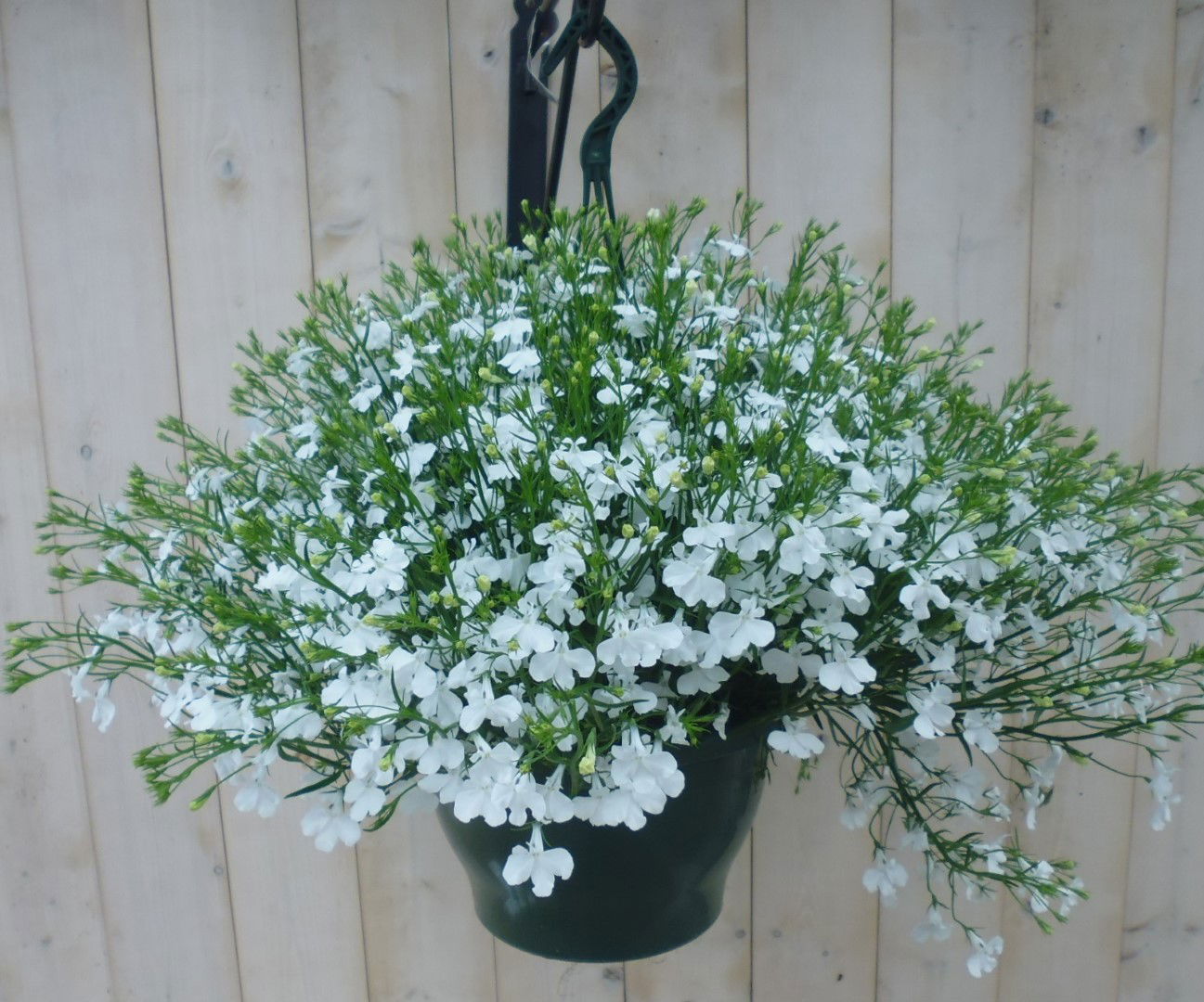 https://cdn.warentuin.nl/media/catalog/product/1/7/1778149900039805_warentuin_hangplant_lobelia_wit_1_628e.jpg