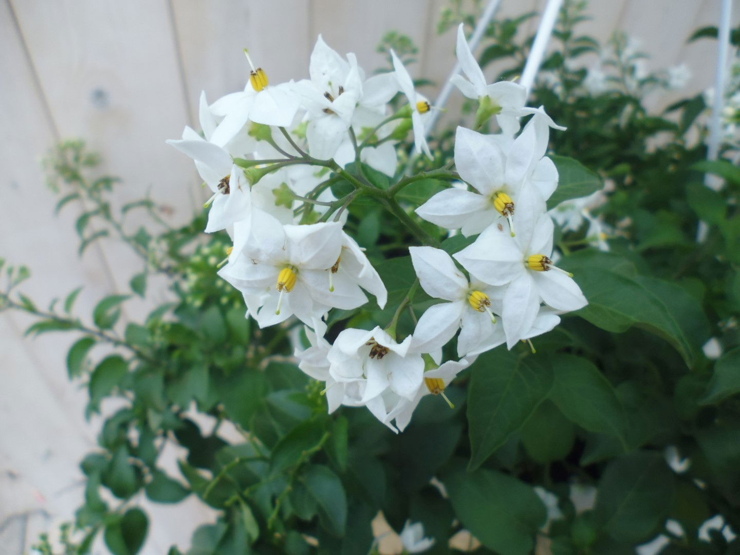 https://cdn.warentuin.nl/media/catalog/product/1/7/1778149900039806_2_warentuin_hangplant_sterjasmijn_1_9537.jpg