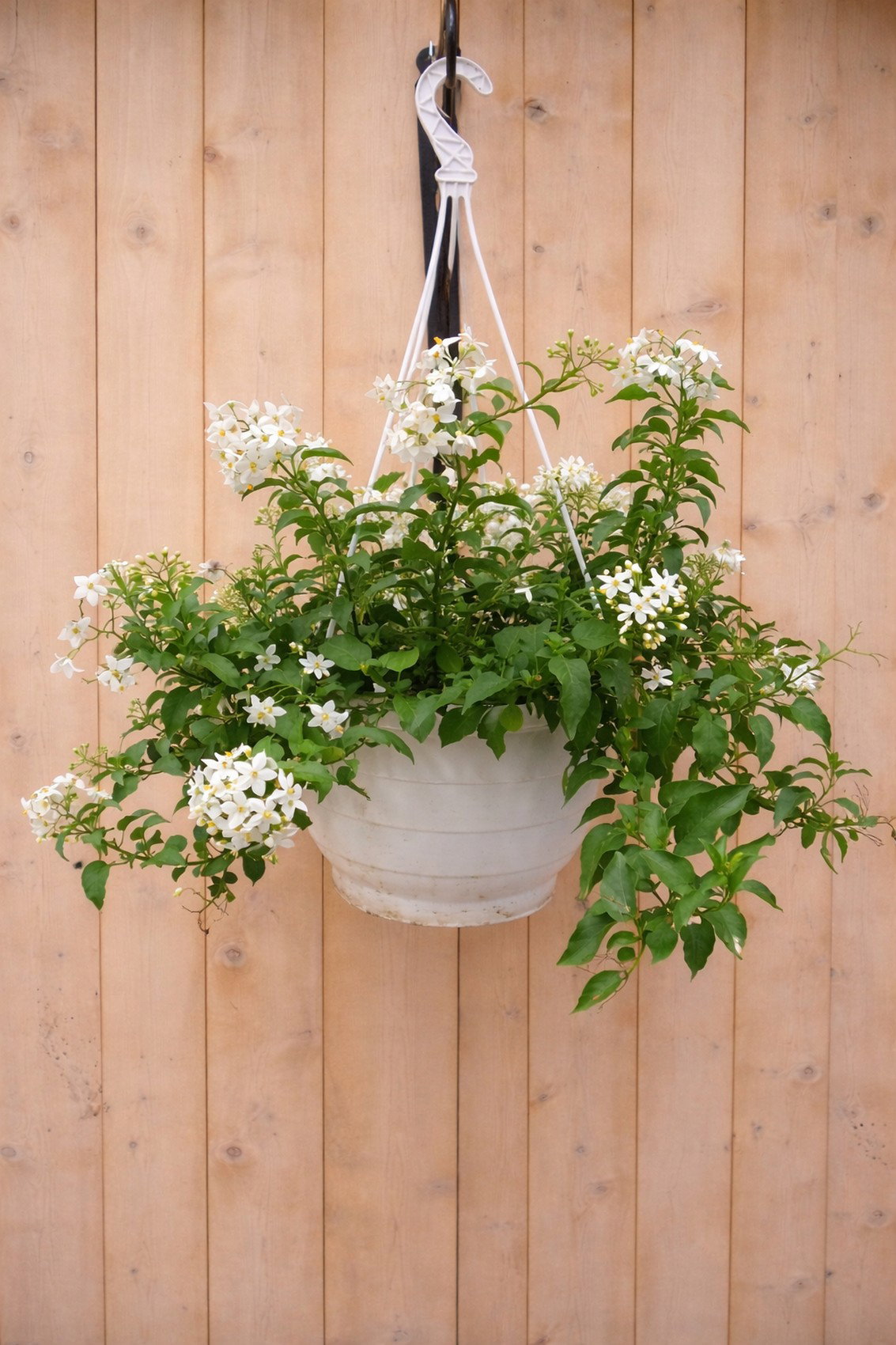 Hangplant Sterjasmijn Solanum Jasminoides Warentuin Natuurlijk - Warentuin natuurlijk