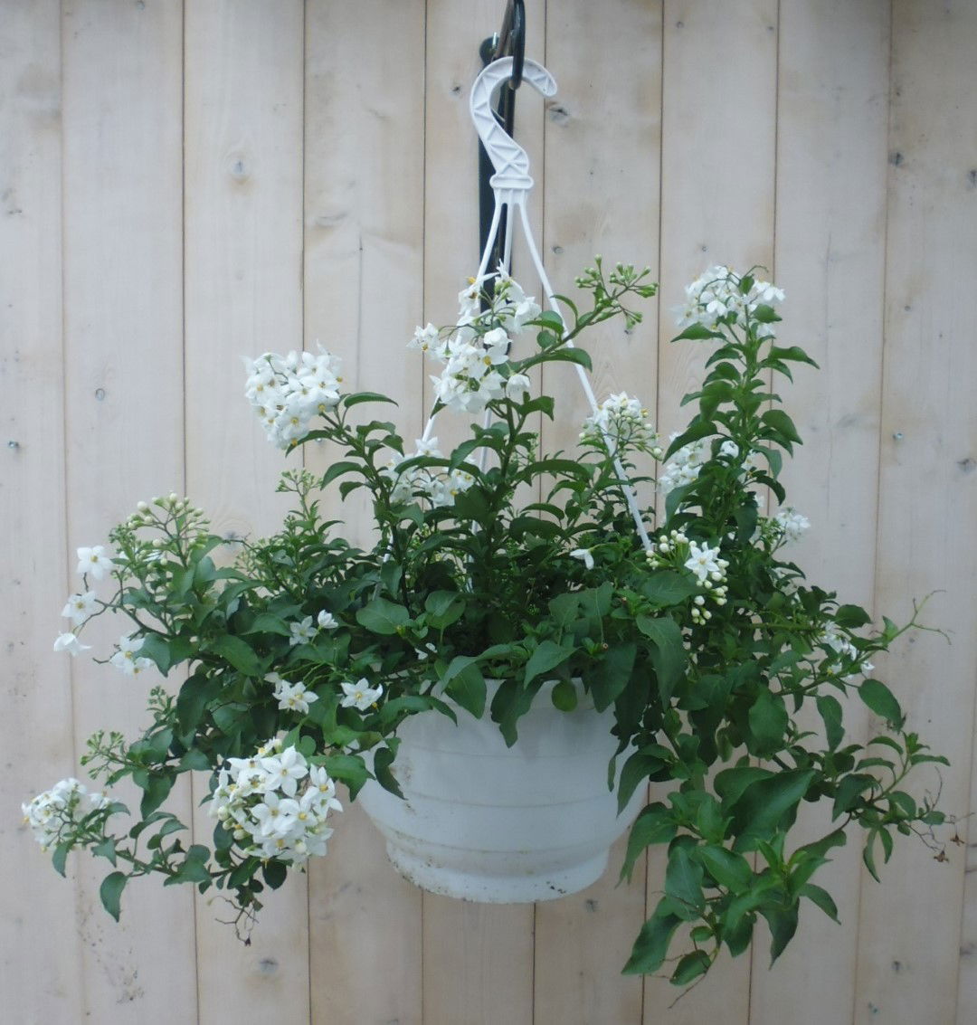 https://cdn.warentuin.nl/media/catalog/product/1/7/1778149900039806_warentuin_hangplant_sterjasmijn_1_c6ed.jpg