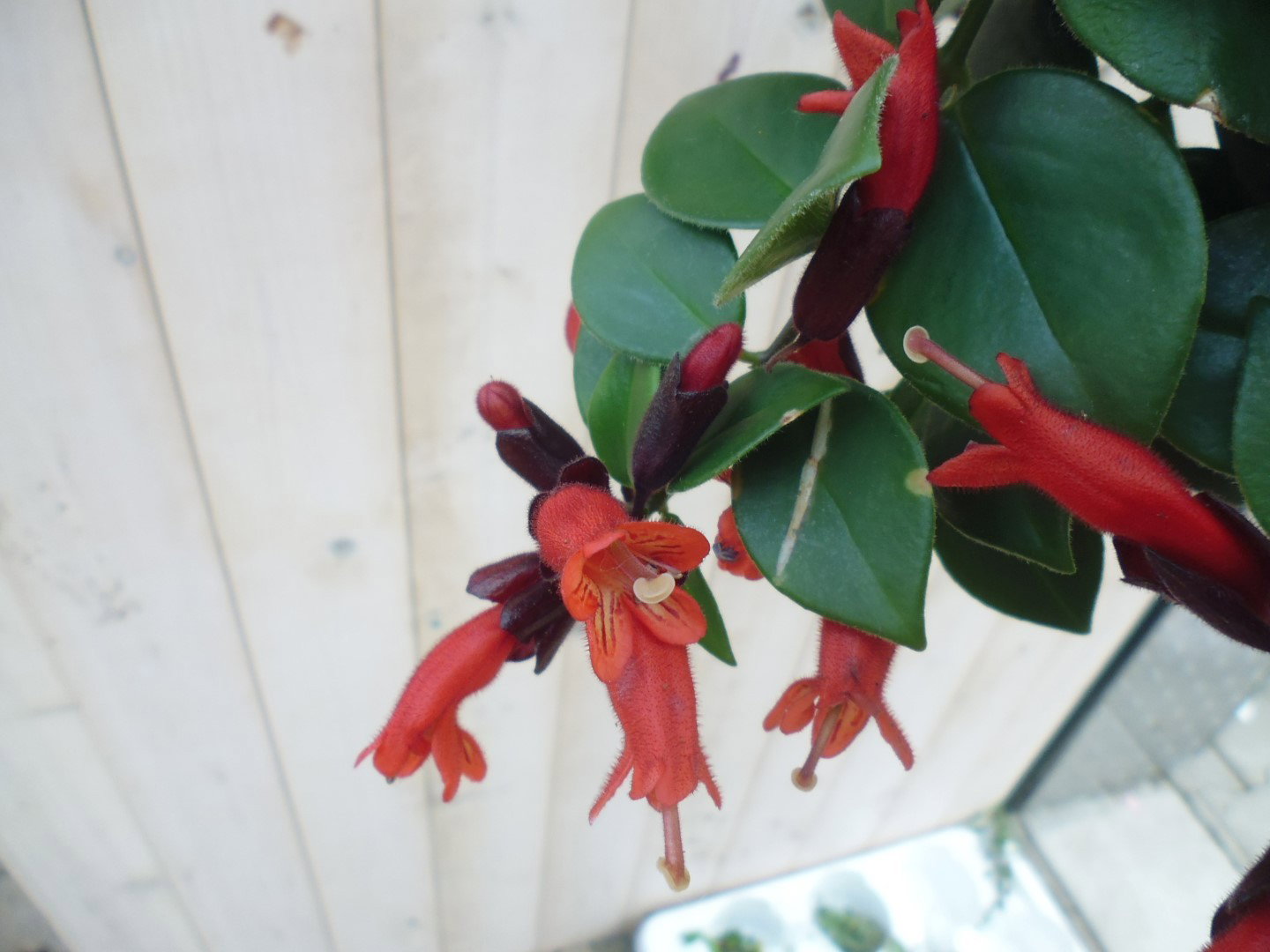 https://cdn.warentuin.nl/media/catalog/product/1/7/1778149900039807_2_warentuin_hangplant_aeschynanthus_1_7951.jpg