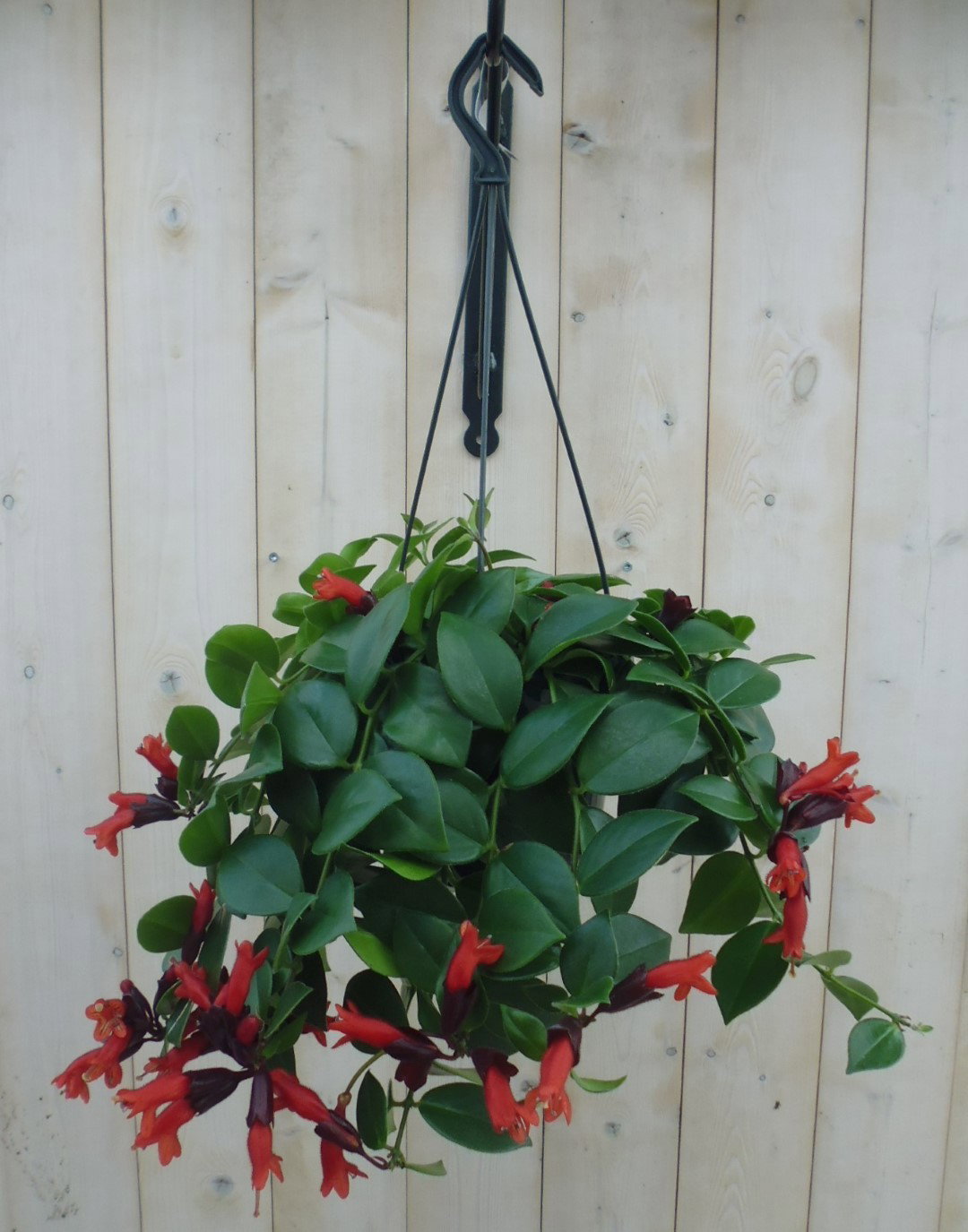 https://cdn.warentuin.nl/media/catalog/product/1/7/1778149900039807_warentuin_hangplant_aeschynanthus_1_09d0.jpg