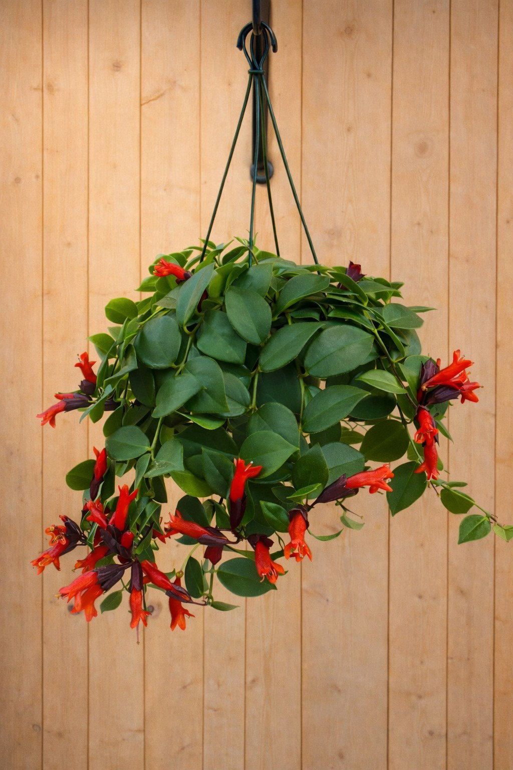 Hangplant Aeschynanthus Lipstick Warentuin Natuurlijk - Warentuin natuurlijk