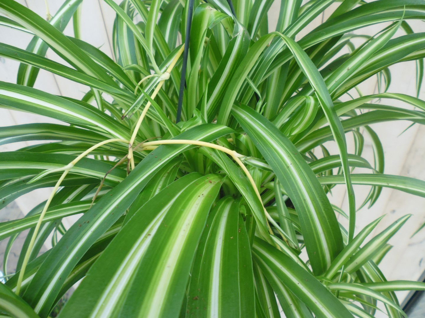 https://cdn.warentuin.nl/media/catalog/product/1/7/1778149900039808_2_warentuin_hangplant_chlorophytum_1_9d8e.jpg