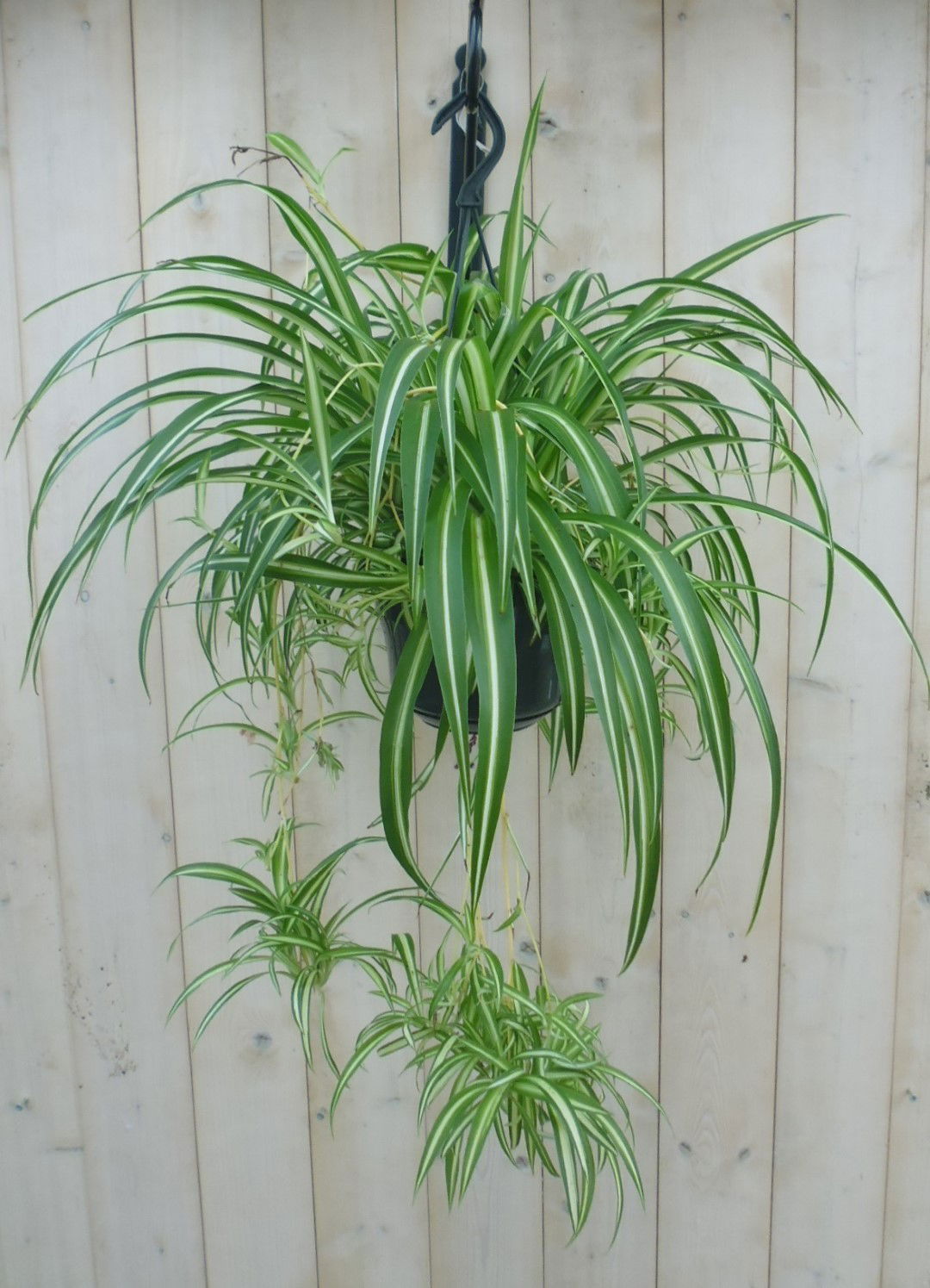 https://cdn.warentuin.nl/media/catalog/product/1/7/1778149900039808_warentuin_hangplant_chlorophytum_1_42ee.jpg