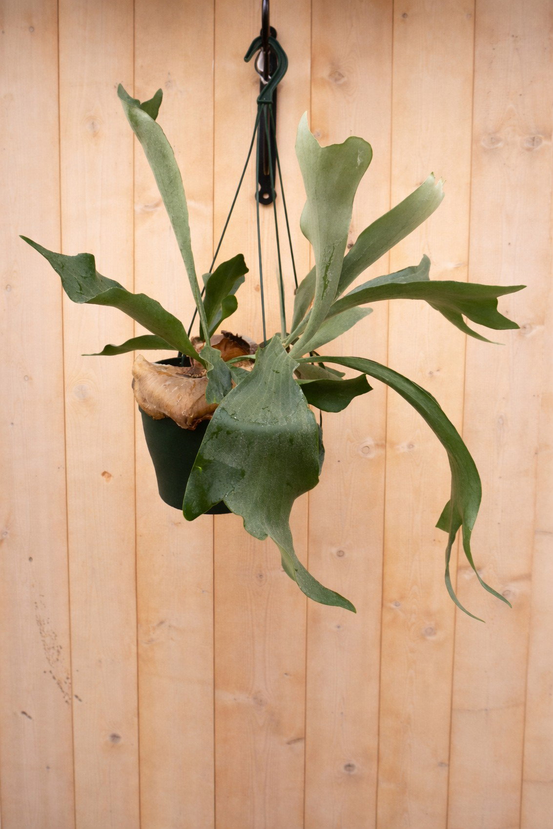 Hangplant Hertshoornvaren Platycerium Warentuin Natuurlijk - Warentuin natuurlijk
