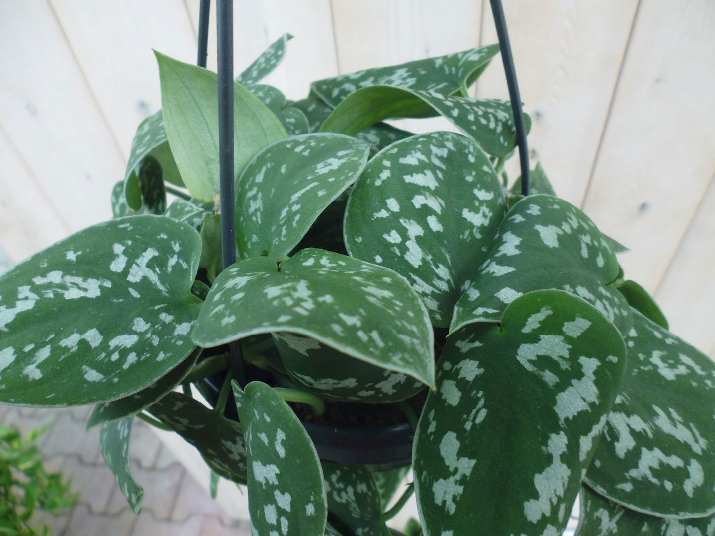https://cdn.warentuin.nl/media/catalog/product/1/7/1778149900039810_2_warentuin_hangplant_scindapsus_1_b8eb.jpg