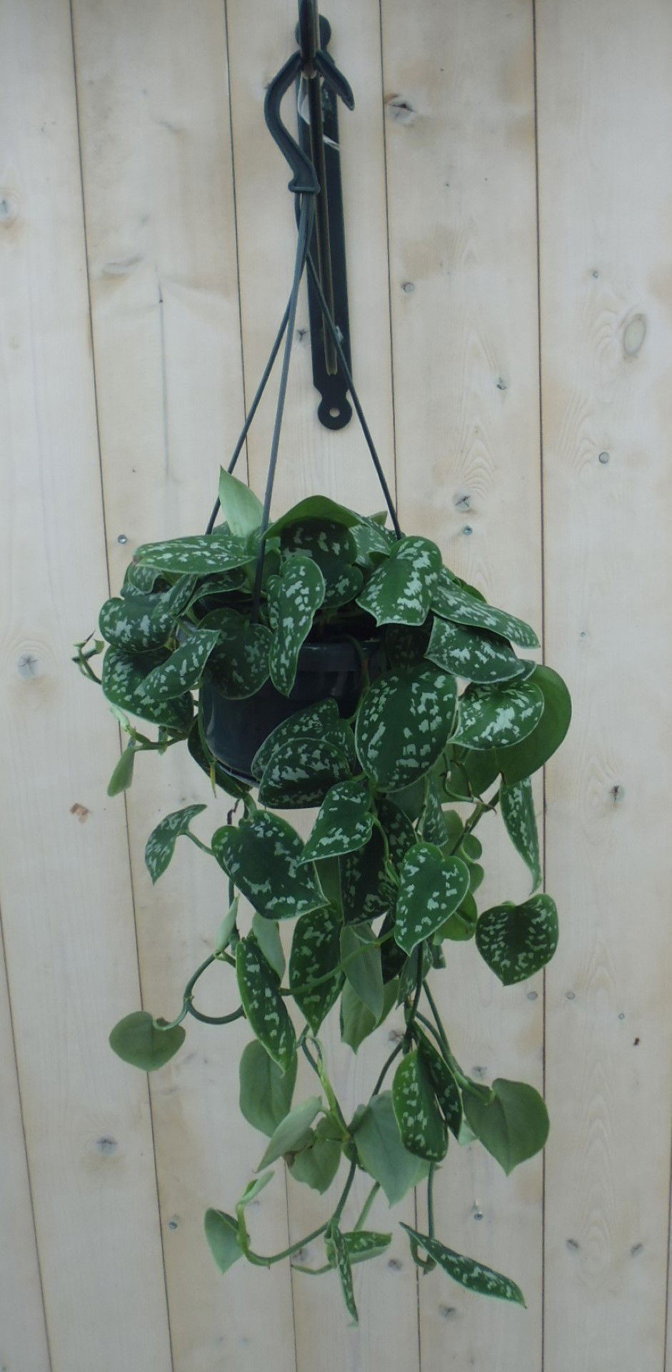https://cdn.warentuin.nl/media/catalog/product/1/7/1778149900039810_warentuin_hangplant_scindapsus_1_763b.jpg