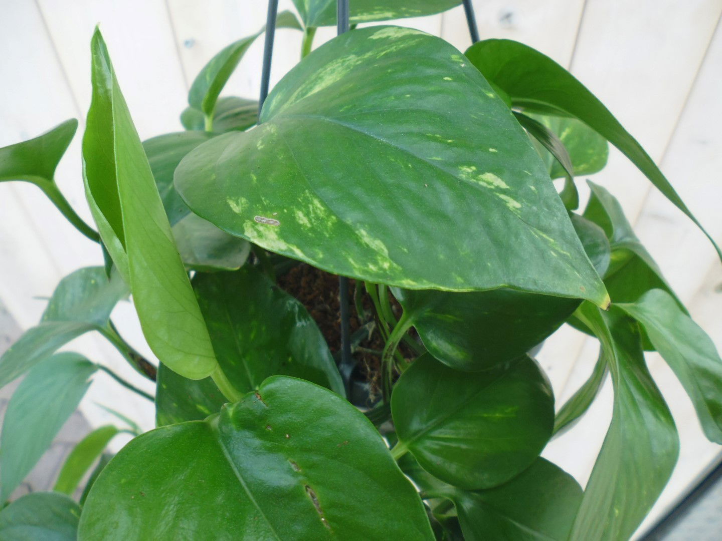 https://cdn.warentuin.nl/media/catalog/product/1/7/1778149900039811_2_warentuin_hangplant_epipremnum_donker_groen_1_debb.jpg