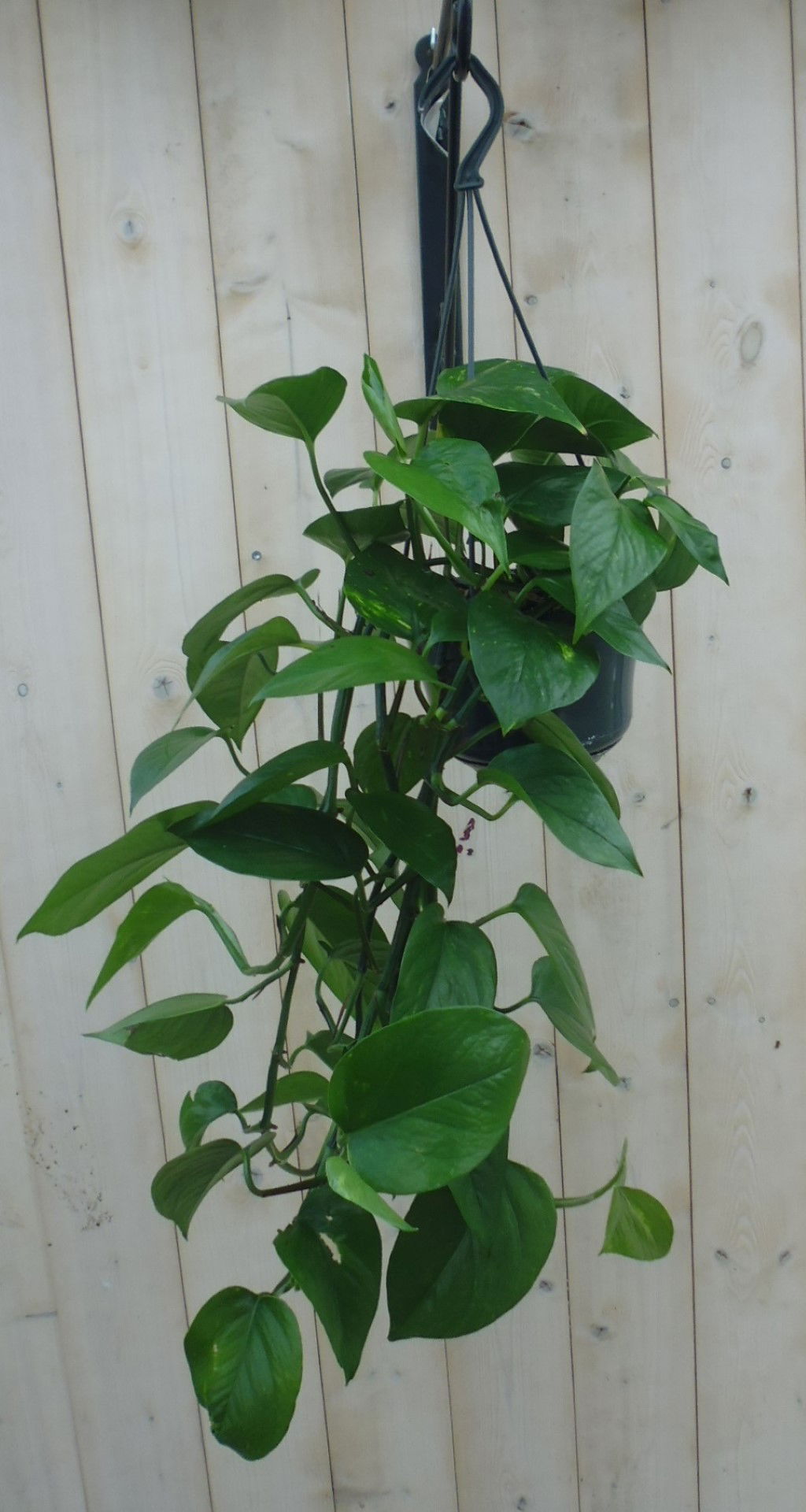 https://cdn.warentuin.nl/media/catalog/product/1/7/1778149900039811_warentuin_hangplant_epipremnum_donker_groen_1_4d69.jpg