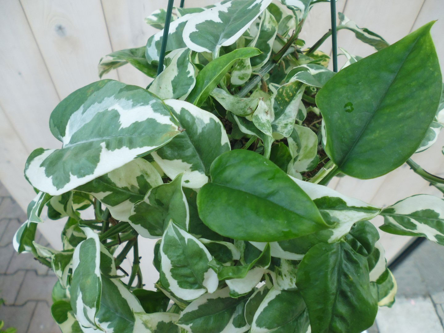 https://cdn.warentuin.nl/media/catalog/product/1/7/1778149900039812_2_warentuin_hangplant_epipremnum_groen_wit_1_d6fc.jpg