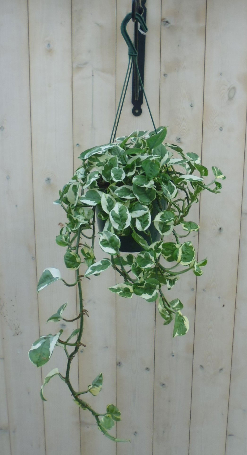 Hangplant Epipremnum groen wit Warentuin Natuurlijk