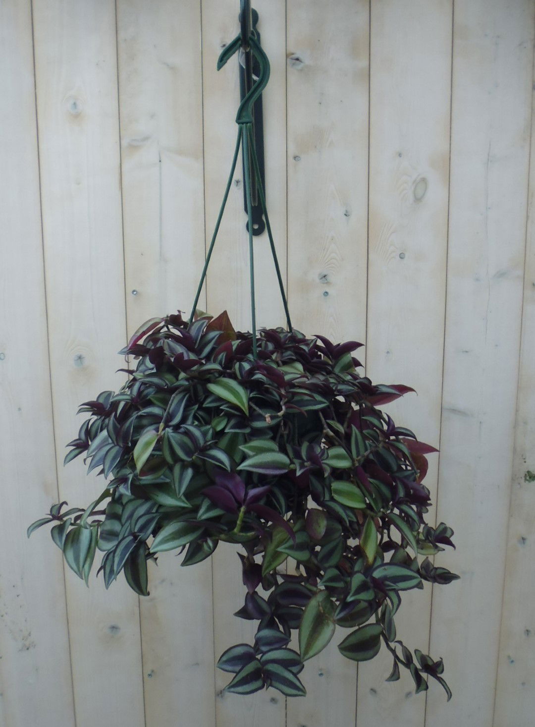 https://cdn.warentuin.nl/media/catalog/product/1/7/1778149900039814_warentuin_hangplant_tradescantia_donker_rood_1_13c4.jpg