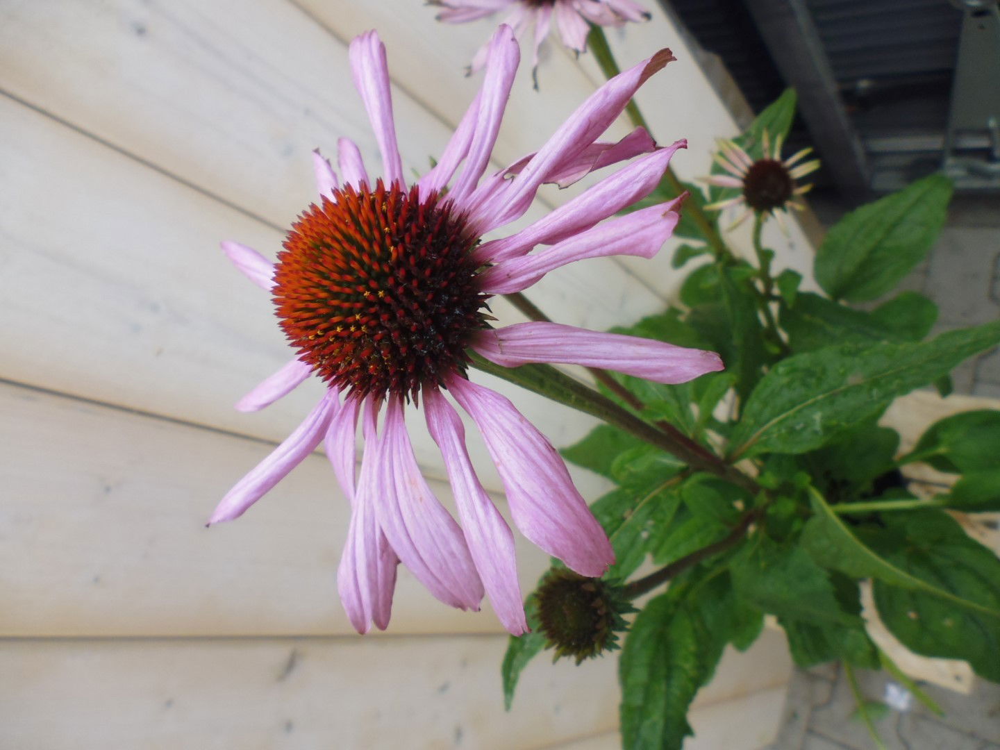 https://cdn.warentuin.nl/media/catalog/product/1/7/1778149900039859_warentuin_borderplant_zonnehoed_rood_1_a180.jpg