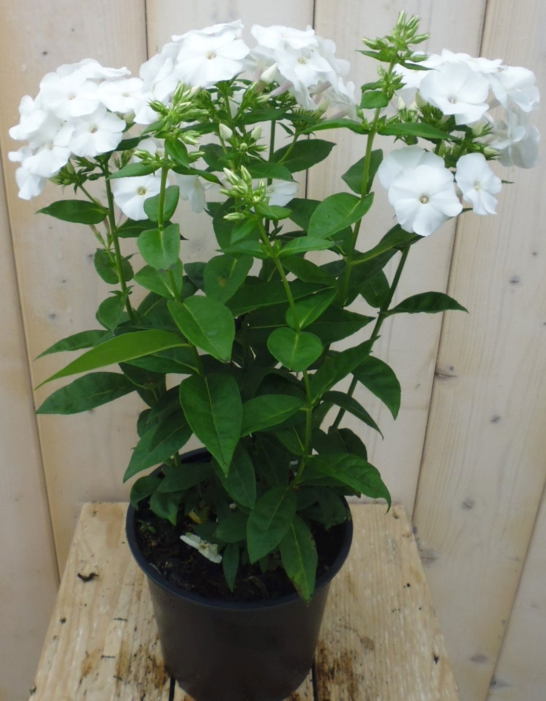 https://cdn.warentuin.nl/media/catalog/product/1/7/1778149900039861_3_warentuin_borderplant_vlambloem_wit_1_f265.jpg