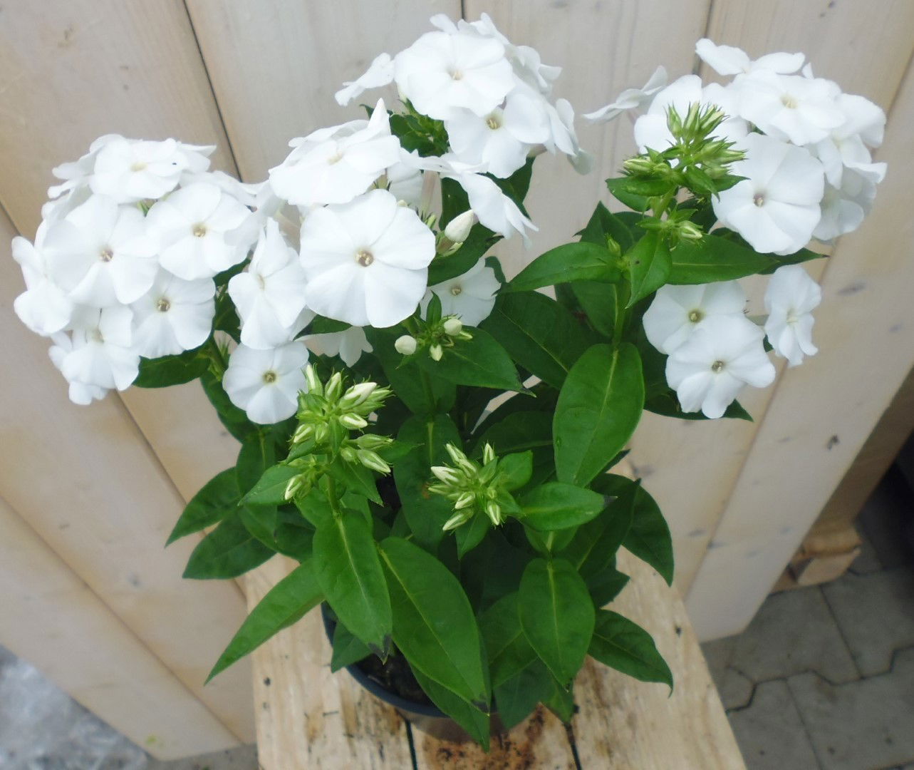 https://cdn.warentuin.nl/media/catalog/product/1/7/1778149900039861_warentuin_borderplant_vlambloem_wit_1_b23c.jpg